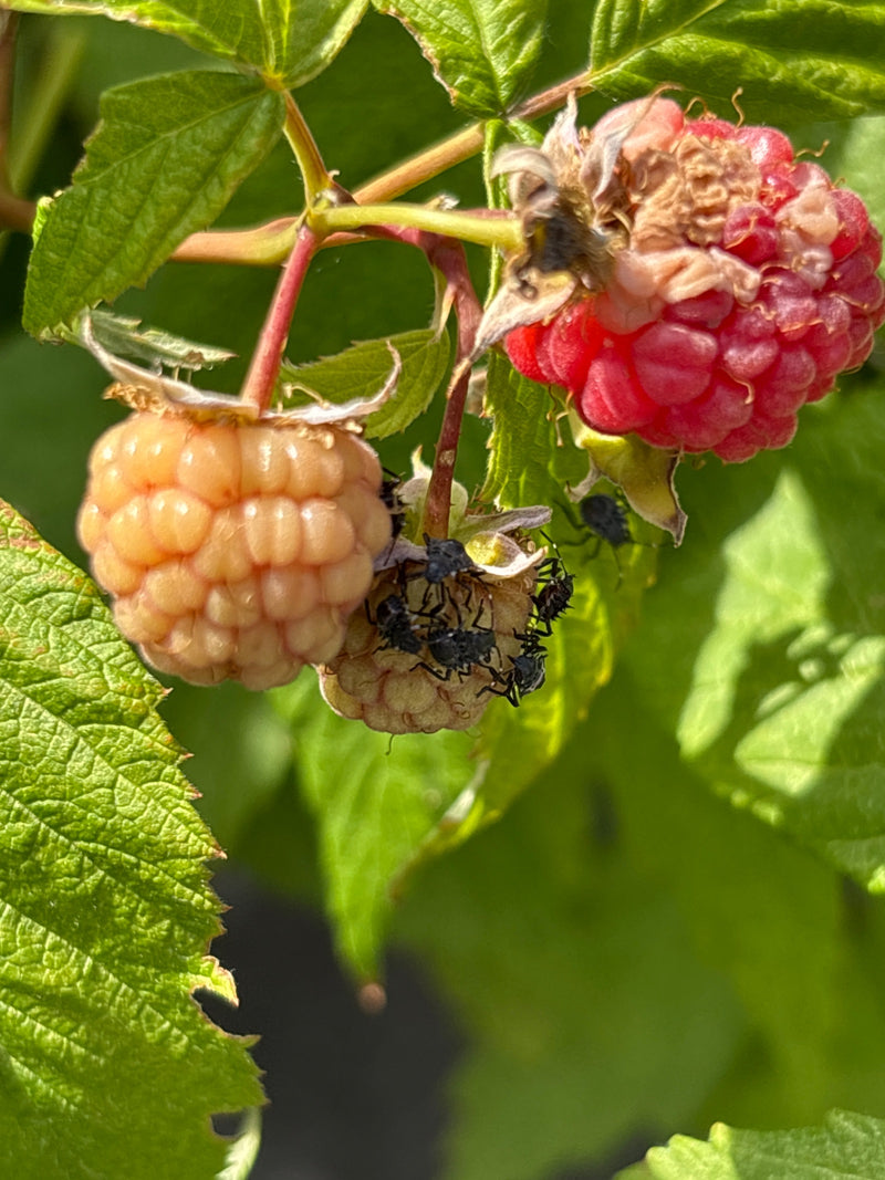 Mehrere Nymphen der Beerenwanze sitzen auf unreifen Himbeeren zwischen grünen Blättern.