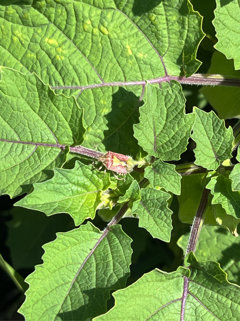 Eine Beerenwanze sitzt gut sichtbar auf den grünen Blättern einer Pflanze. Die Aufsicht zeigt das Insekt in seiner natürlichen Umgebung.