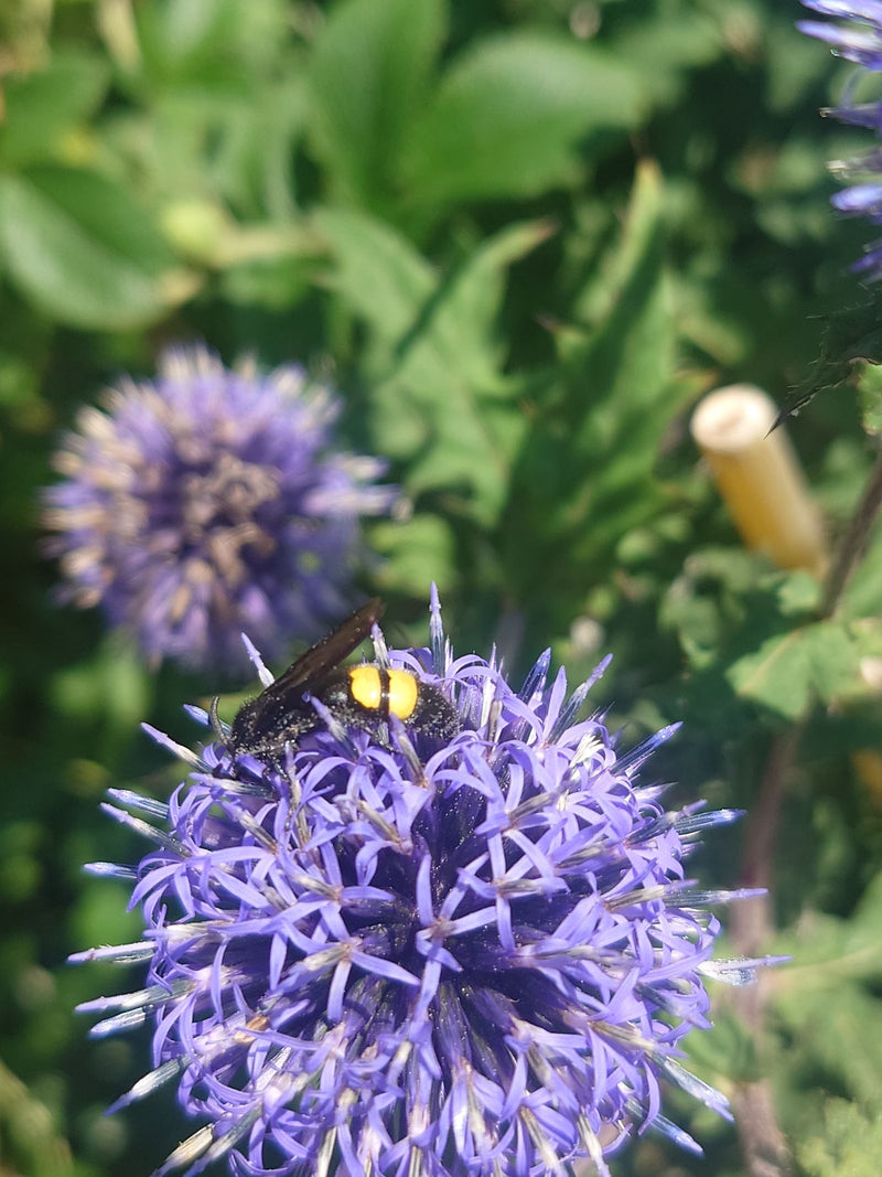 Behaarte Dolchwespe — Bild 3 von 4