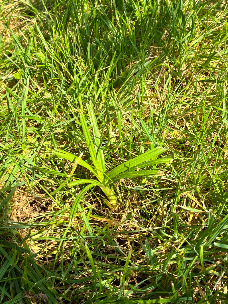Zu sehen ist eine Behaarte Segge, die inmitten von Gras und Rasen wächst. Die grünen Blätter und der zentrale Spross sind gut zu erkennen.