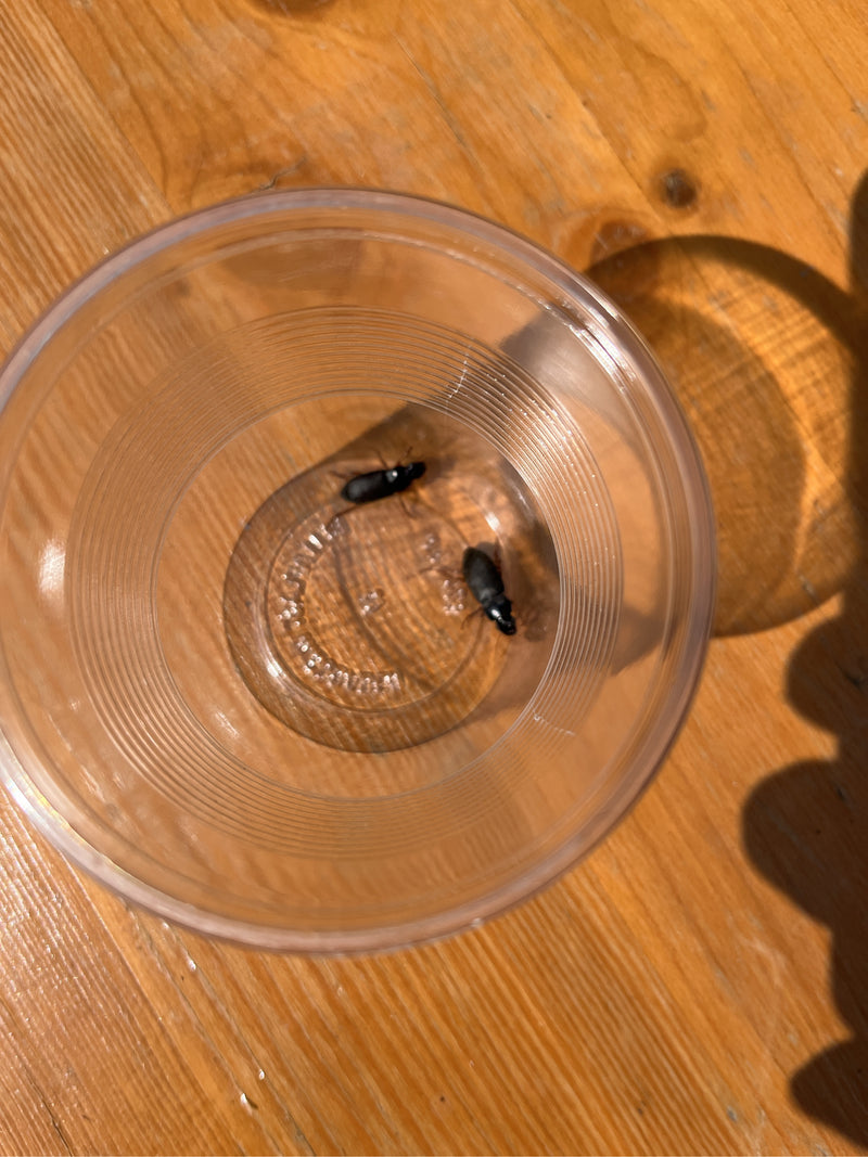 Von oben ist zu sehen, wie sich zwei dunkle Laufkäfer in einem durchsichtigen Plastikbecher auf einer Holzoberfläche befinden. Die Tiere laufen auf dem Boden...