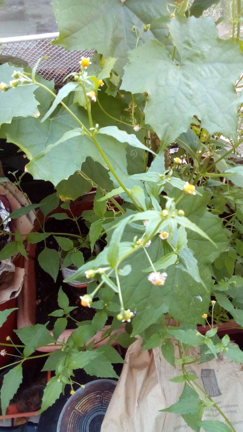 Behaartes Knopfkraut — Bild 4 von 6