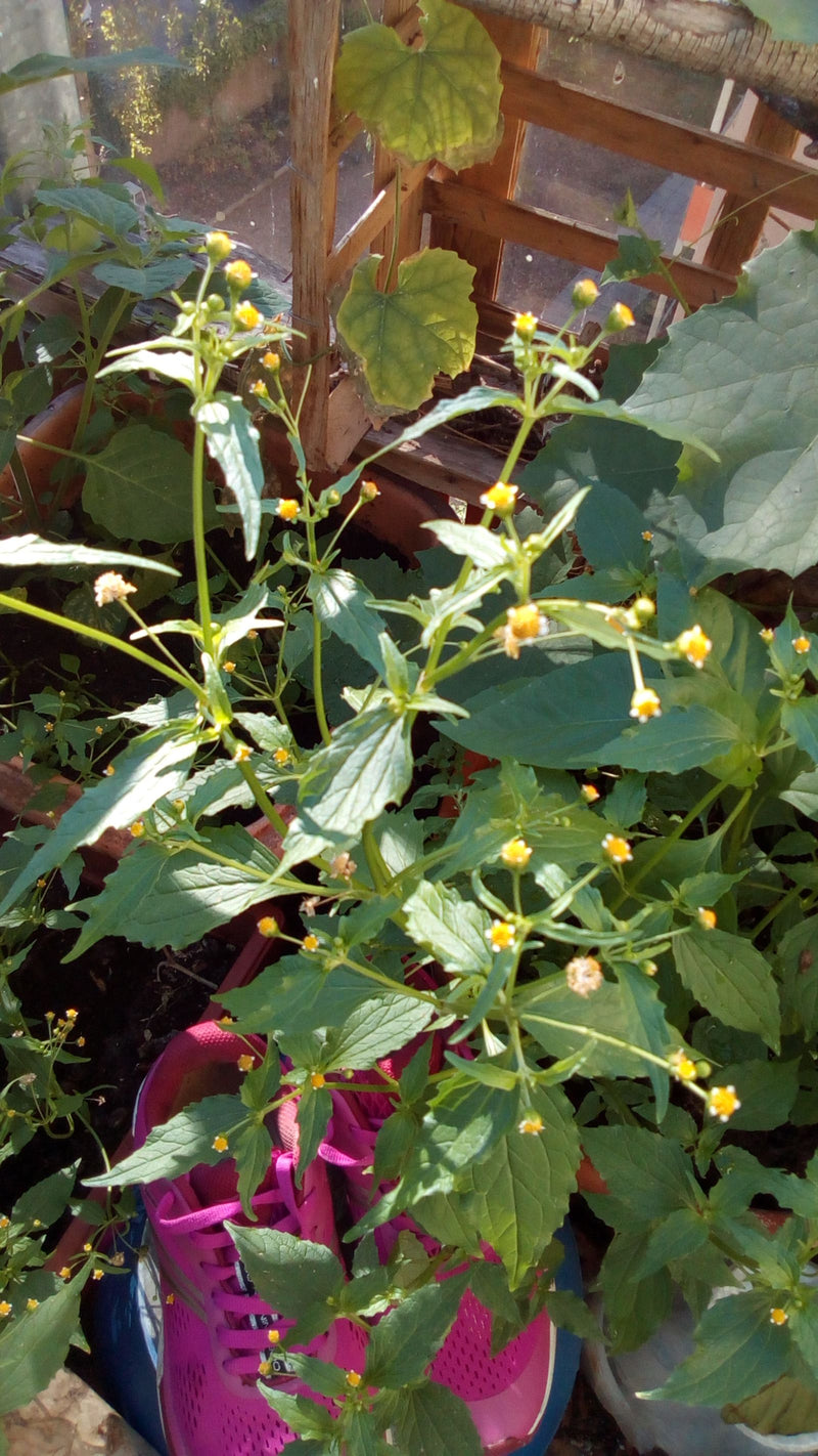 Behaartes Knopfkraut — Bild 3 von 6