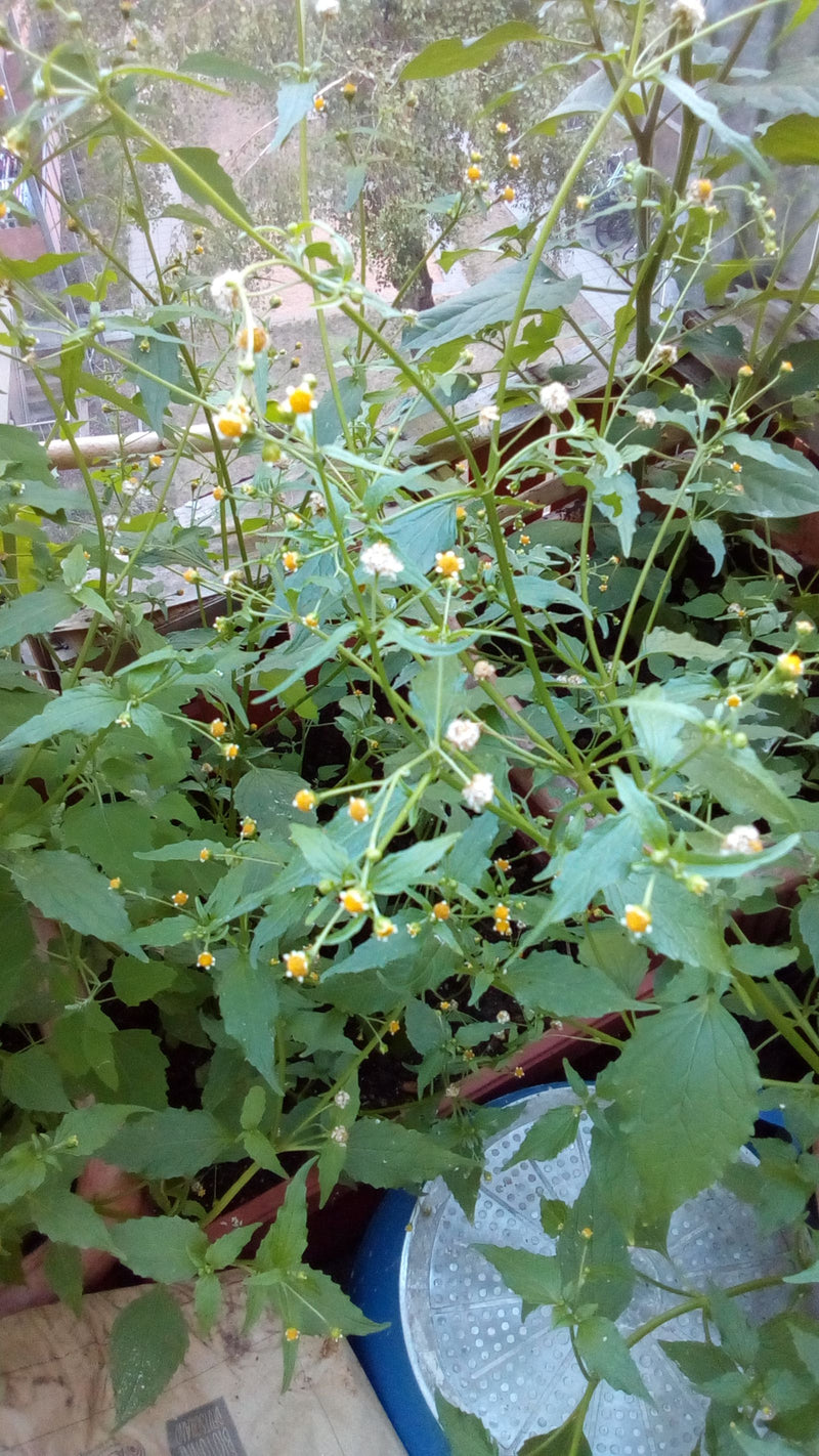 Behaartes Knopfkraut — Bild 2 von 6