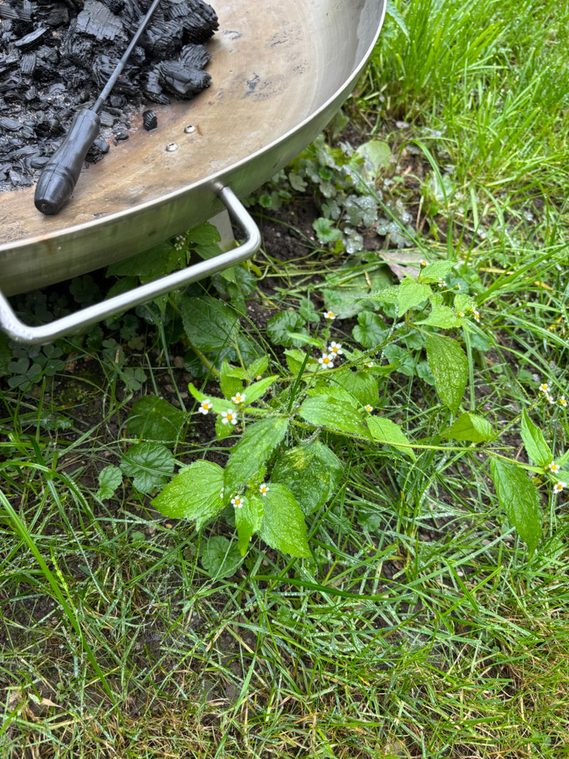 Ein blühendes Behaartes Knopfkraut wächst auf einer Rasenfläche neben einer metallenen Feuerschale.