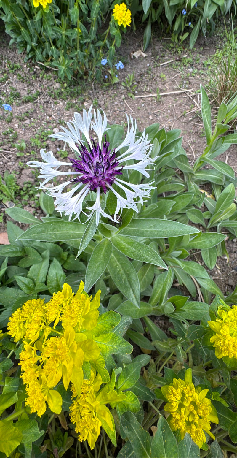 Zu sehen ist eine geöffnete Blüte der Berg-Flockenblume mit violettem Zentrum und weißen Randblüten. Die Pflanze wächst in einem Gartenbeet auf sandigem Boden.