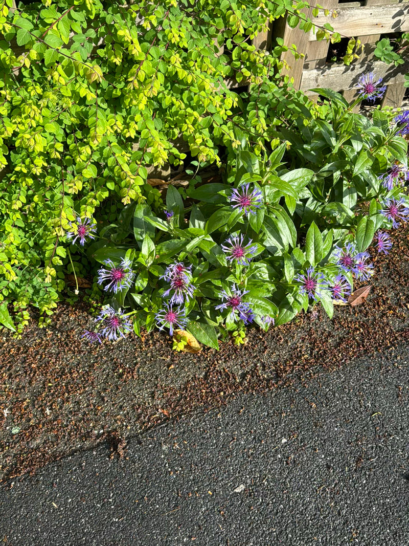 Zu sehen ist eine Berg-Flockenblume mit charakteristischen violetten Blüten und grünen Blättern. Sie wächst in einem Beet neben asphaltiertem Boden.