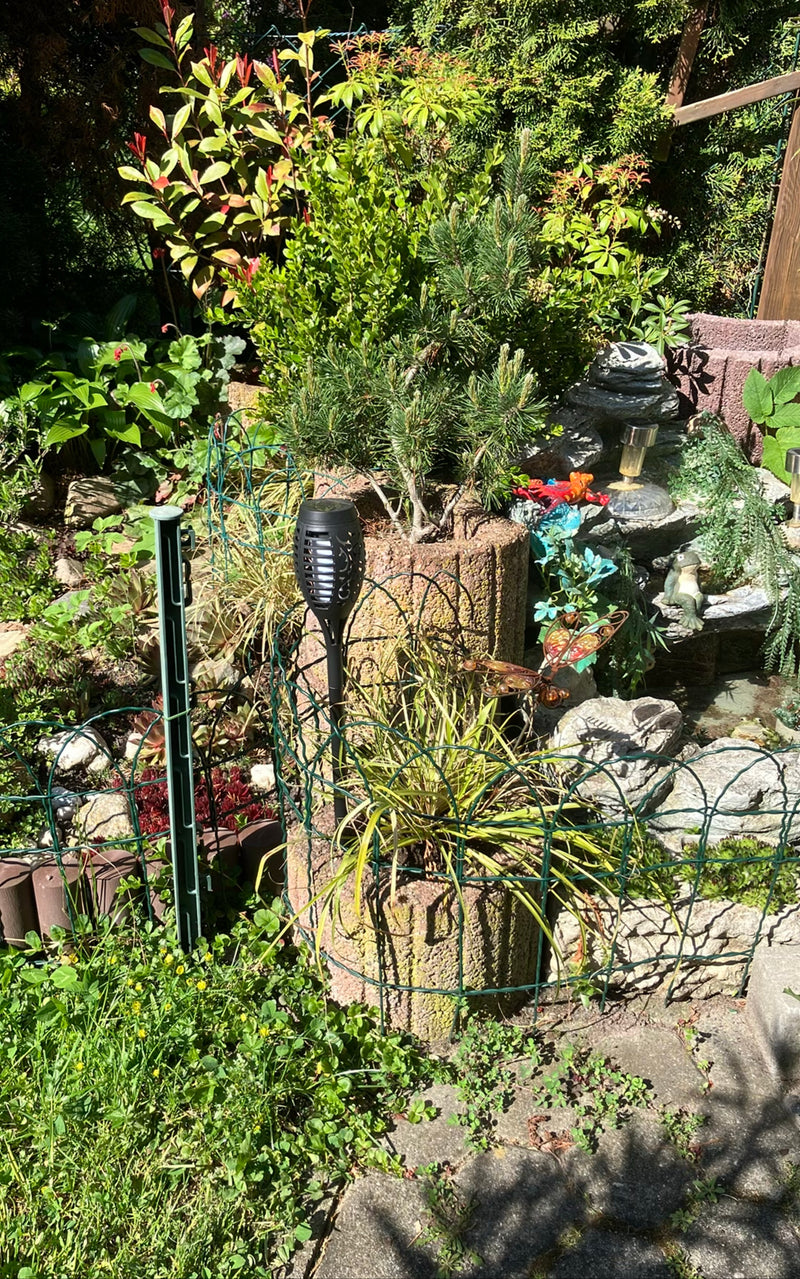 Zu sehen ist eine Bergkiefer in einem Pflanzkübel mitten in einer gestalteten Gartenanlage. Das Nadelgehölz wächst aufrecht in der Sonne.