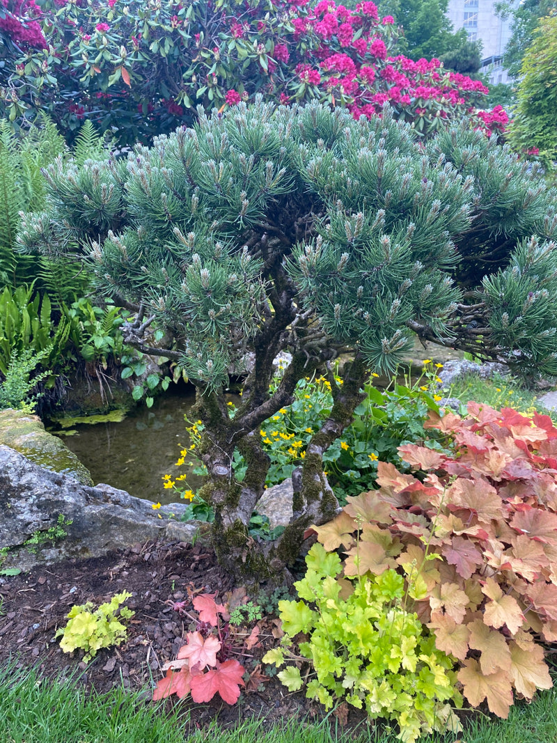 Auf dem Bild ist eine kompakte Bergkiefer in einem abwechslungsreichen Gartenbeet zu sehen. Der Nadelbaum steht im Vordergrund vor einem kleinen Teich und bu...