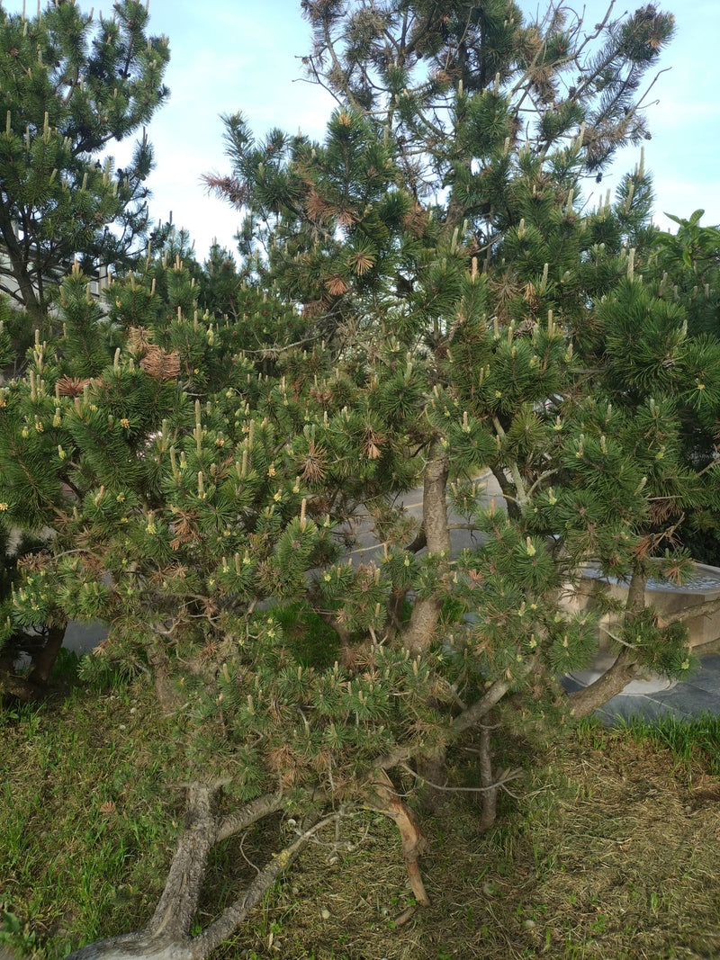 Zu sehen ist eine buschige Bergkiefer mit charakteristischen Nadeln und mehreren Stämmen. Der Nadelbaum steht auf einer Grasfläche im Freien.