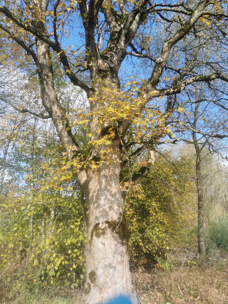 Ein alter Bergahorn mit charakteristischer, schuppig abblätternder Rinde und gelben Herbstblättern vor blauem Himmel in einem lichten Wald.