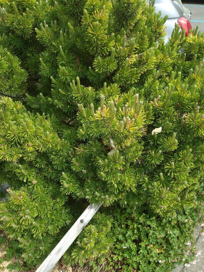 Zu sehen ist ein dichter, buschiger Nadelbaum mit kräftig grünen Nadeln. Es handelt sich um eine Bergkiefer.
