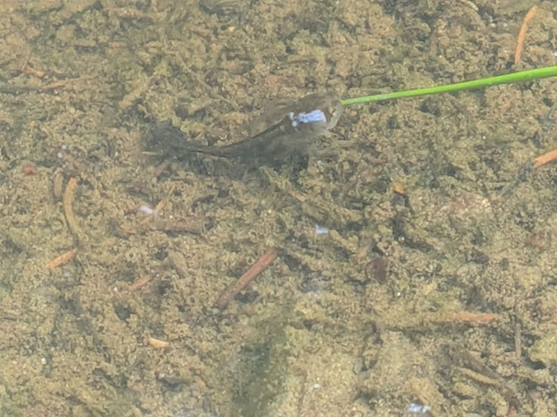 Bergmolch (Larve) — Bild 1 von 1