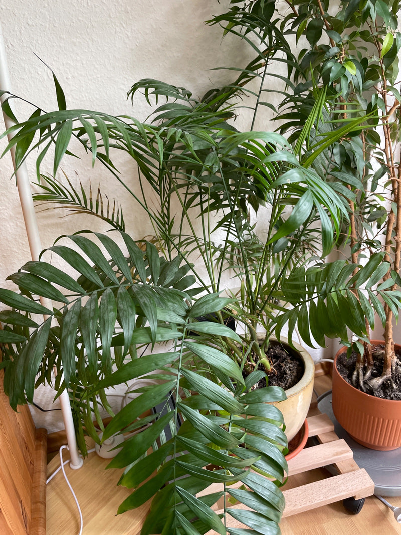 Die Bergpalme ist eine sehr beliebte und pflegeleichte Zimmerpflanze aus Mittelamerika. Sie wächst relativ langsam, bildet zierliche, gefiederte Wedel und ko...
