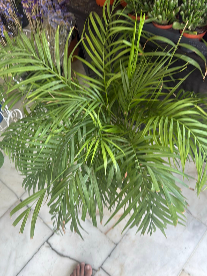 Bergpalme — Bild 3 von 12