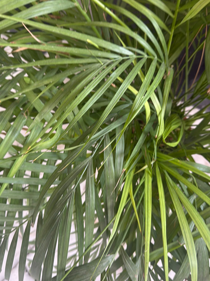 Bergpalme — Bild 4 von 12
