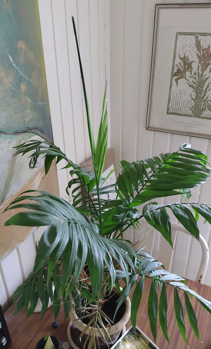Bergpalme — Bild 5 von 12