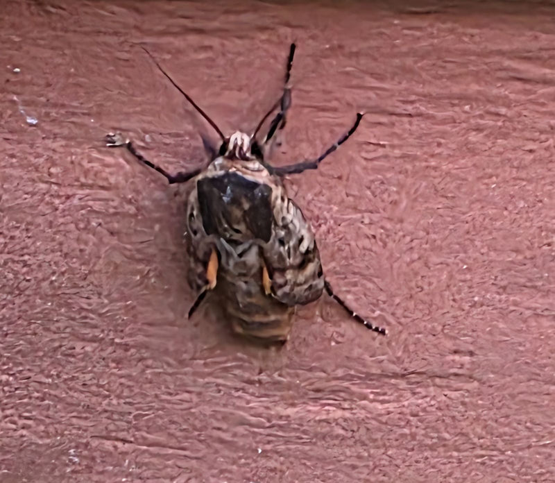 Die Bergzikade ist die einzige in Deutschland weit verbreitete Singzikadenart. Sie ist tagaktiv und fällt durch ihren charakteristischen, hohen Gesang auf, d...