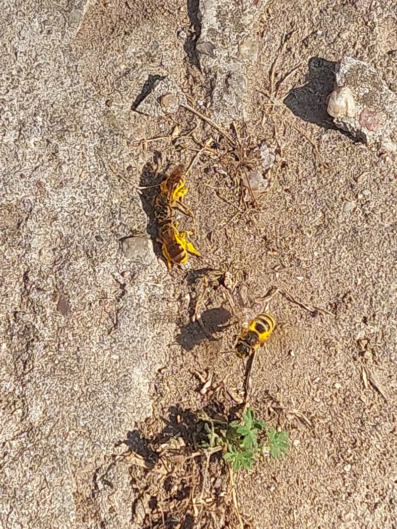 Bienenwolf — Bild 1 von 8
