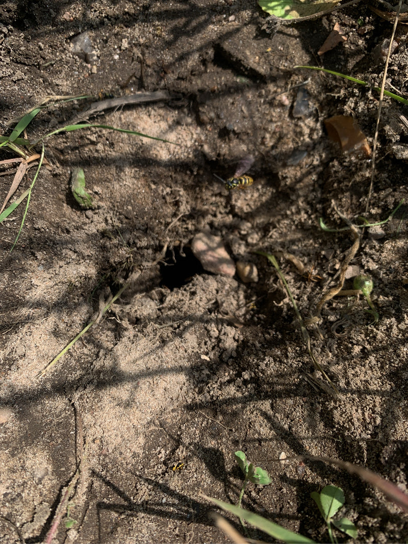 Bienenwolf — Bild 3 von 8