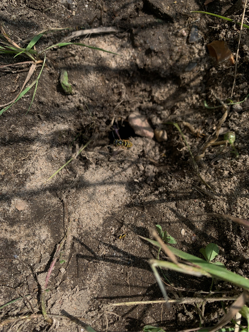 Bienenwolf — Bild 5 von 8