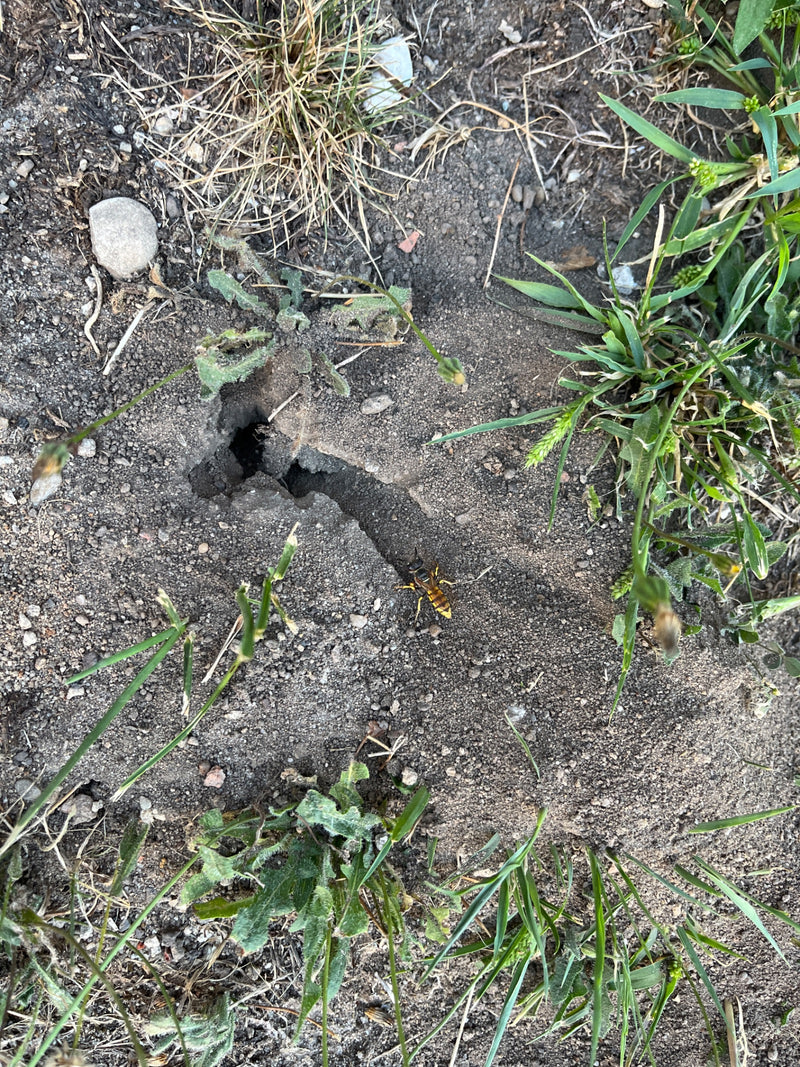 Bienenwolf — Bild 2 von 8