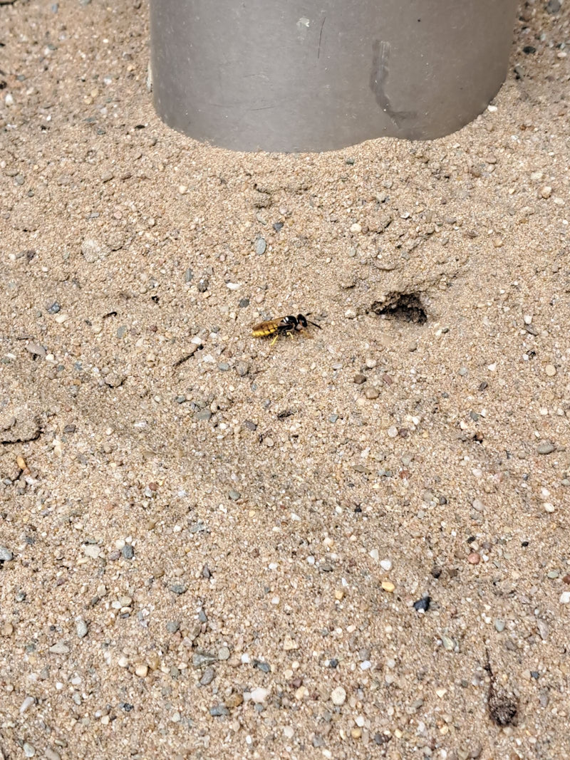 Bienenwolf — Bild 4 von 8
