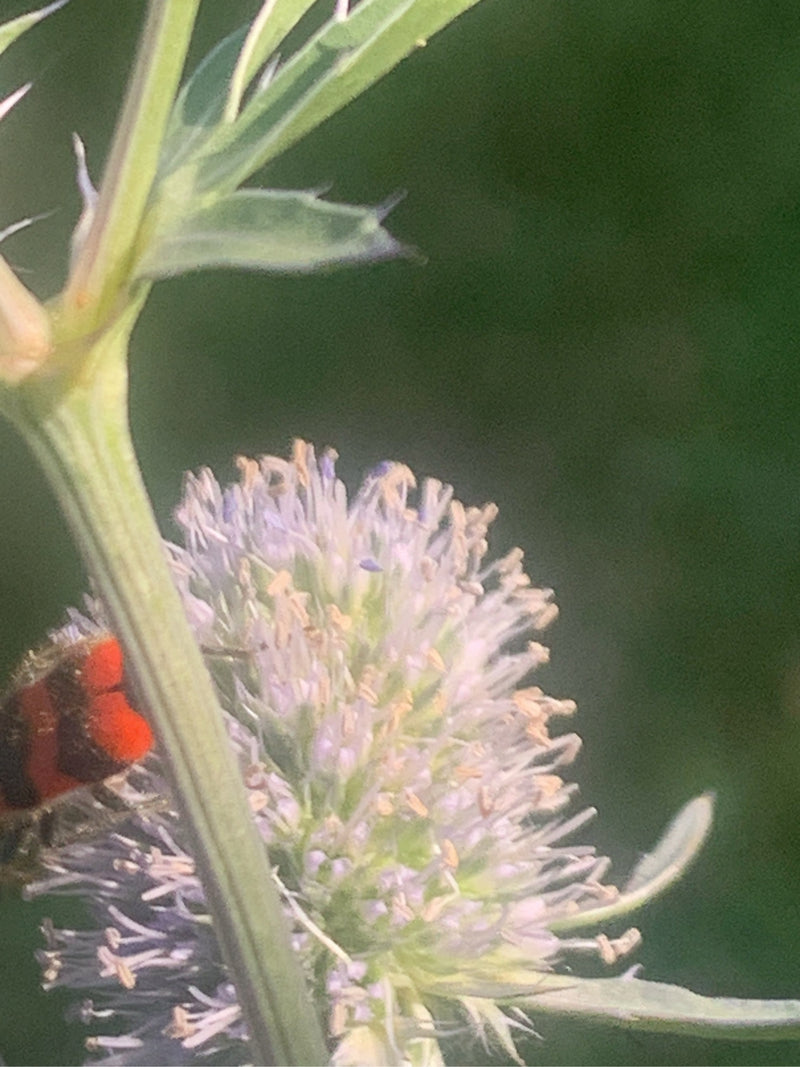 Bienenwolf — Bild 5 von 15