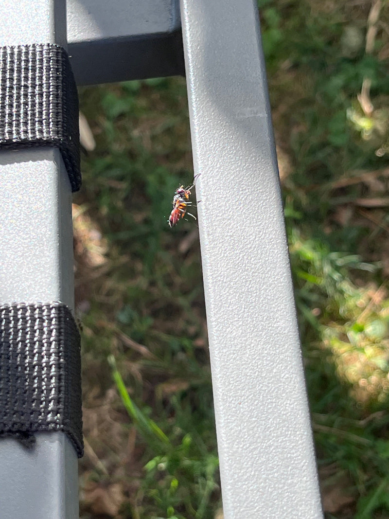 Bienenwolf — Bild 4 von 15
