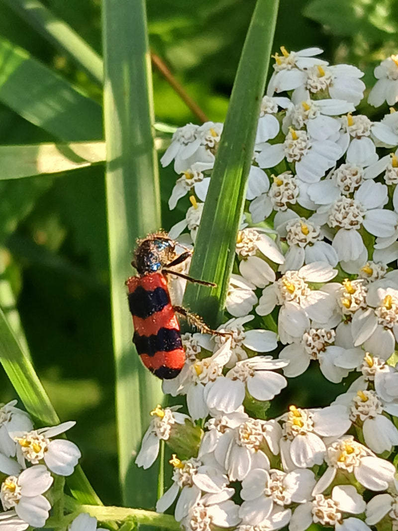 Bienenwolf — Bild 2 von 15