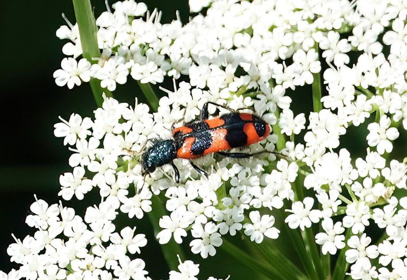 Bienenwolf — Bild 1 von 15
