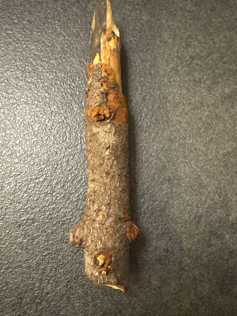 Eine Raupe des Birkenspanners sitzt aufrecht auf einem Untergrund und ahmt perfekt einen kleinen Ast nach. Die Tarnung ist außergewöhnlich präzise.