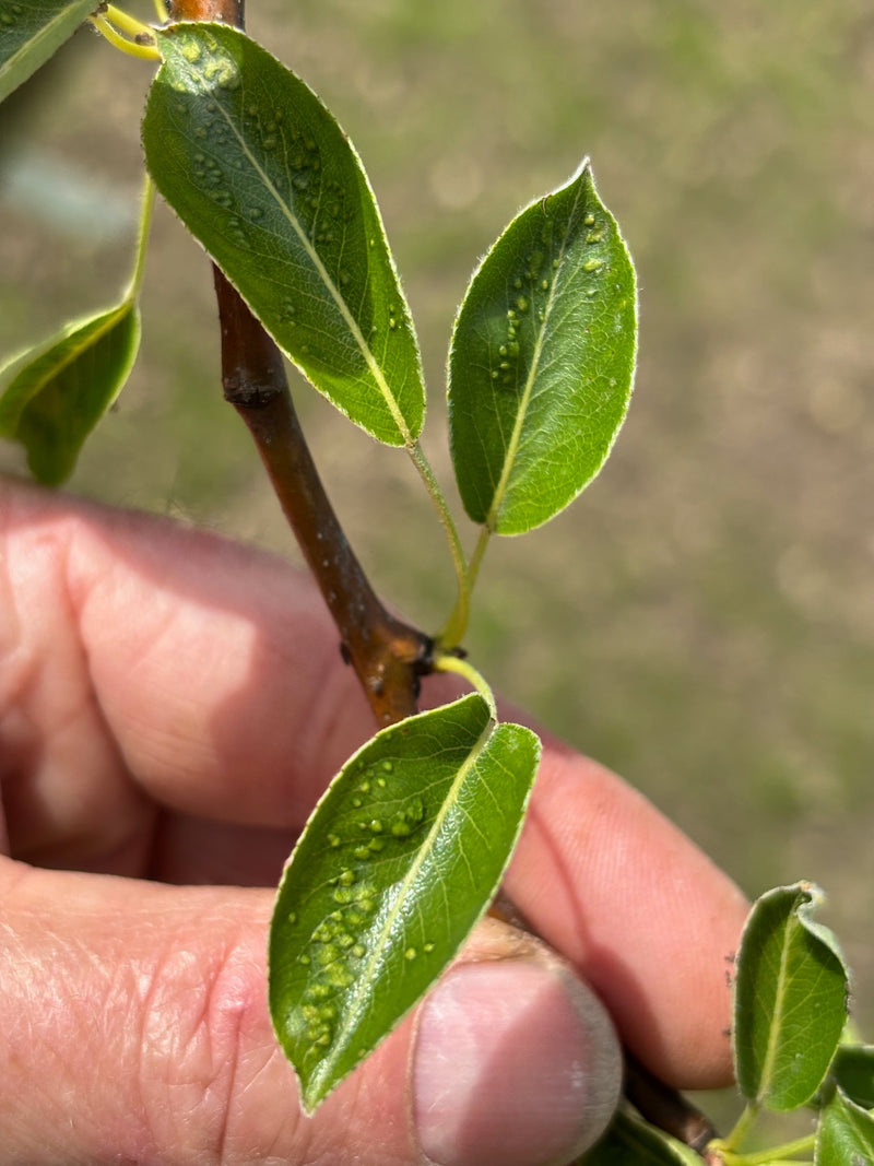 Auf den grünen Blättern sind typische Gallen der Birnenpockenmilbe zu erkennen. Die Aufnahme zeigt die betroffenen Blätter in Nahaufnahme.