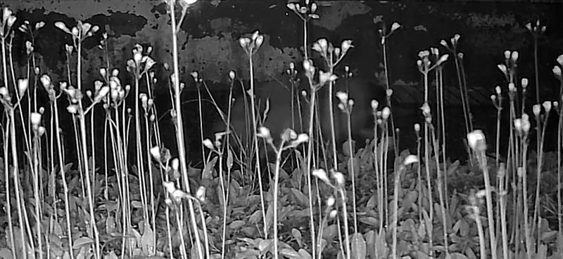 Bitterkresse — Bild 1 von 1