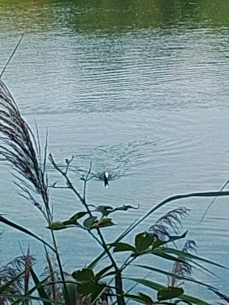 Ein Blässhuhn schwimmt auf einem Gewässer und hinterlässt eine kleine Bugwelle. Das Tier ist aus großer Entfernung zu sehen.