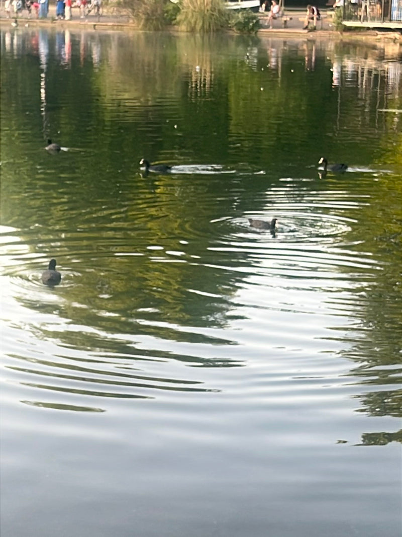 Mehrere Blässhühner schwimmen auf einem ruhigen Teich und erzeugen leichte Wellen. Die schwarzen Vögel sind gut auf der Wasseroberfläche zu erkennen.