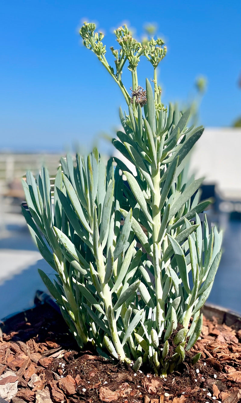 Blaue Chalksticks — Bild 1 von 1