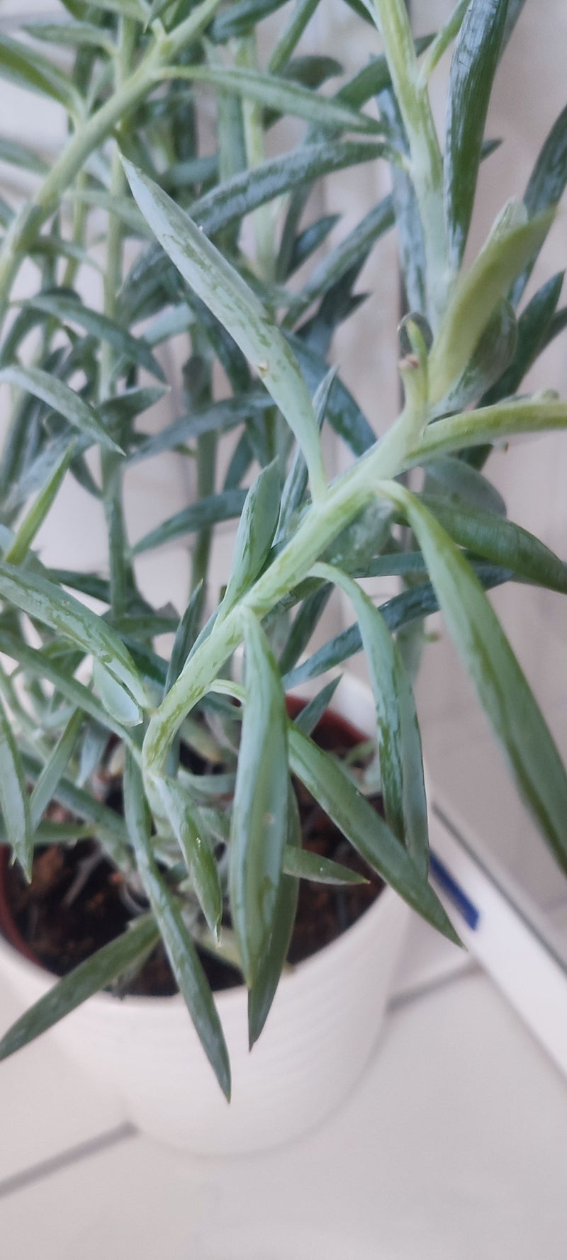 Blaue Chalksticks — Bild 3 von 3