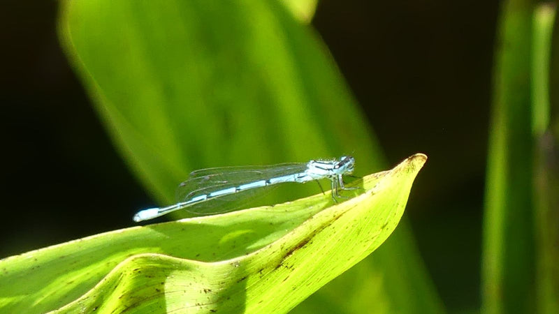 Blaue Federlibelle — Bild 5