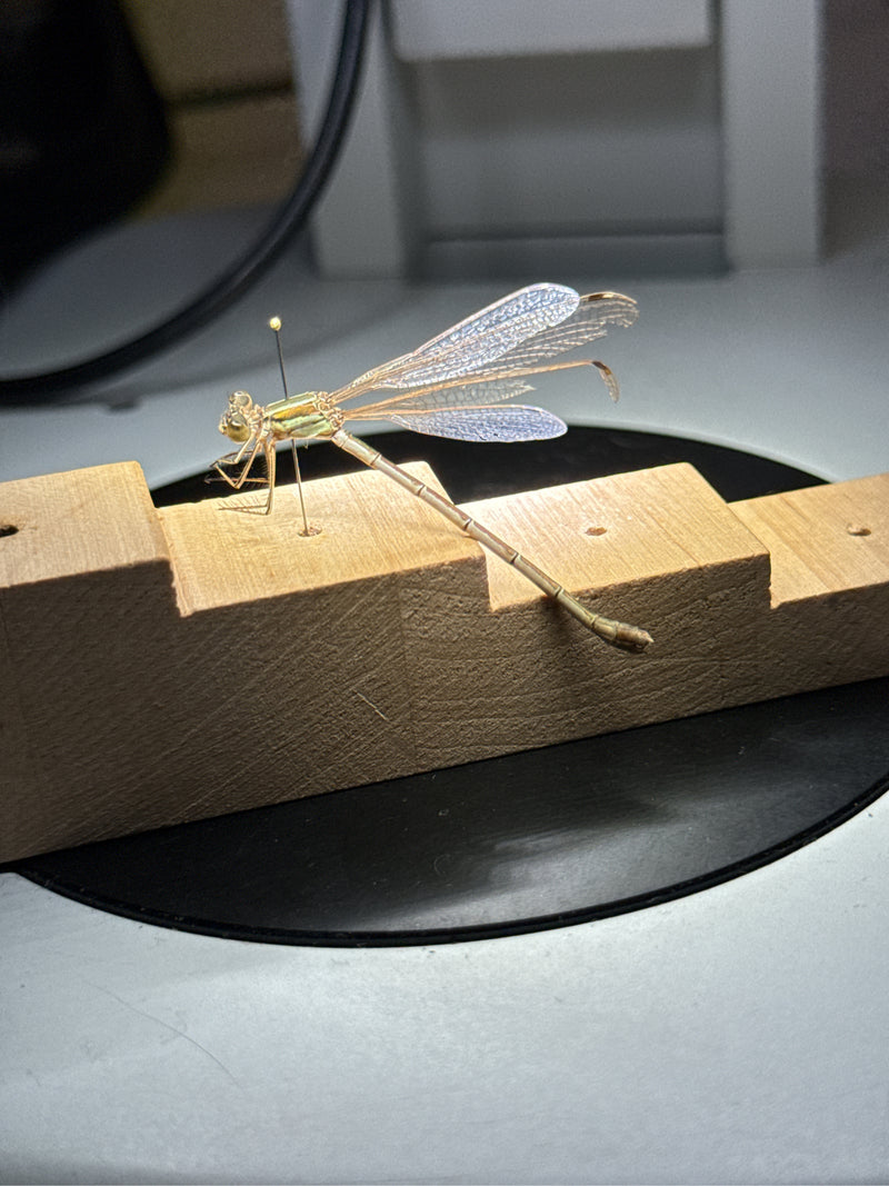 Blaue Federlibelle — Bild 3