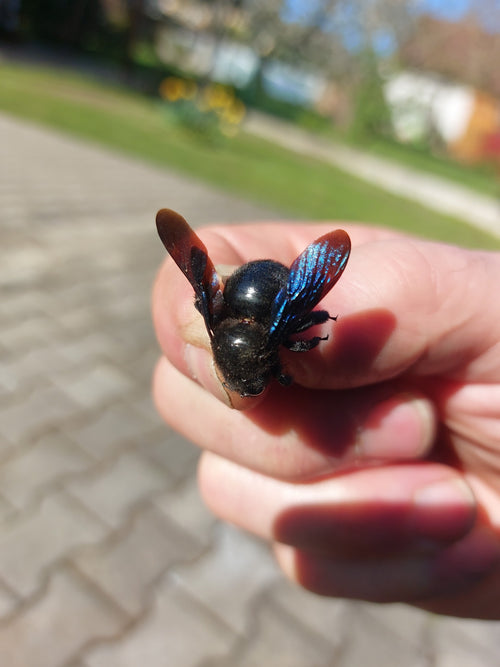 Blauschwarze Holzbiene (Xylocopa violacea) — Středočeský kraj, 23.04.2026