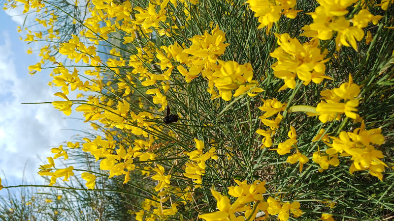Eine Blauschwarze Holzbiene sitzt auf einer Pflanze mit zahlreichen gelben Blüten. Das Insekt hebt sich deutlich durch seine dunkle Färbung ab.