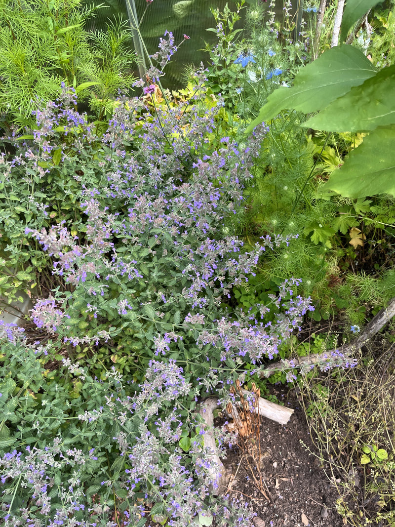 Zu sehen ist eine blühende Faassens Katzenminze mit zahlreichen violetten Blütenständen im Gartenbeet. Die Pflanze zeigt den typischen wuschigen Wuchs mit gr...