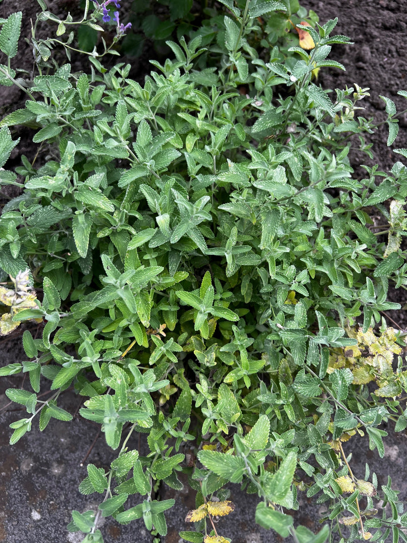 Das Bild zeigt eine gesunde Staude von Faassens Katzenminze mit ihren typischen, aromatisch duftenden, graugrünen Blättern. Die Pflanze wächst in einem Beet ...