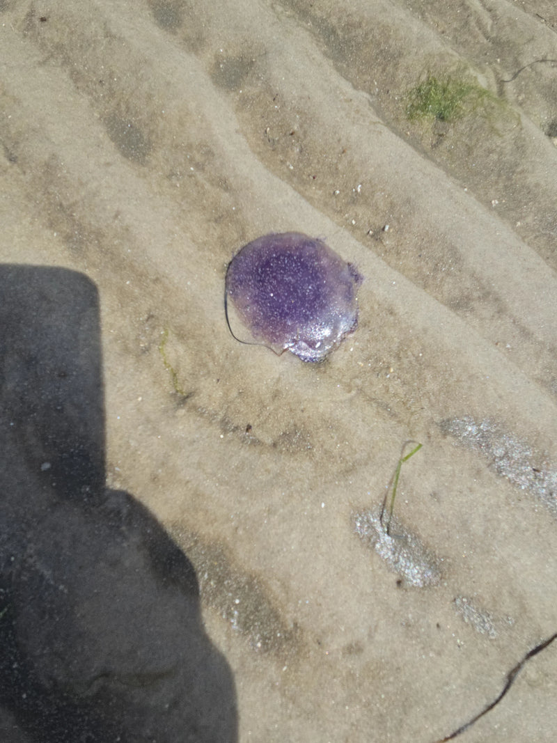 Blaue Nesselqualle — Bild 2 von 2