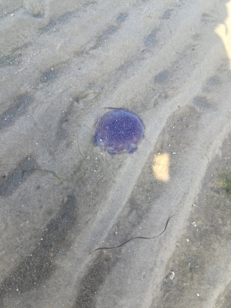 Blaue Nesselqualle — Bild 1 von 2