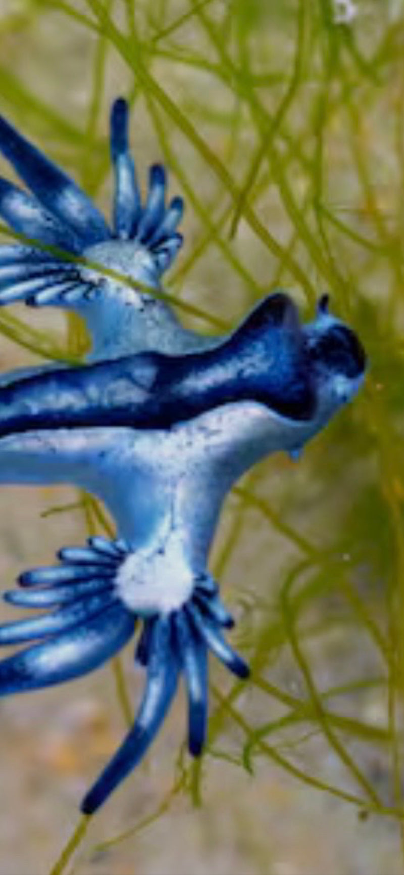 Blaue Ozeanschnecke — Bild 1 von 1