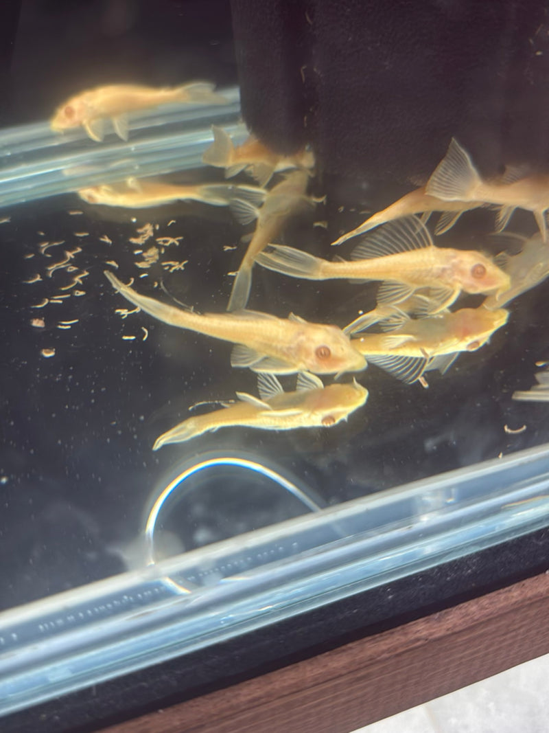 Blauer Antennenwels (Albino-Zuchtform) — Bild 1 von 2