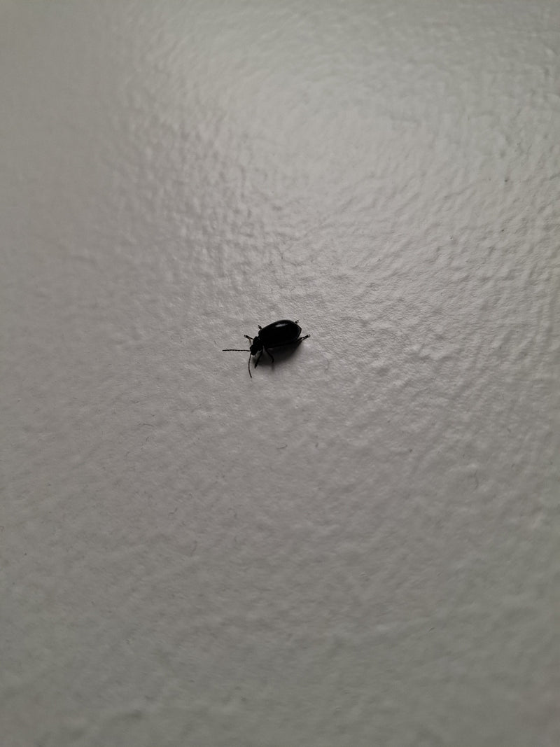 Ein Blauer Erlenblattkäfer sitzt auf einer hellen Wand. Die Aufsicht zeigt das dunkel schimmernde Insekt in ruhiger Position.