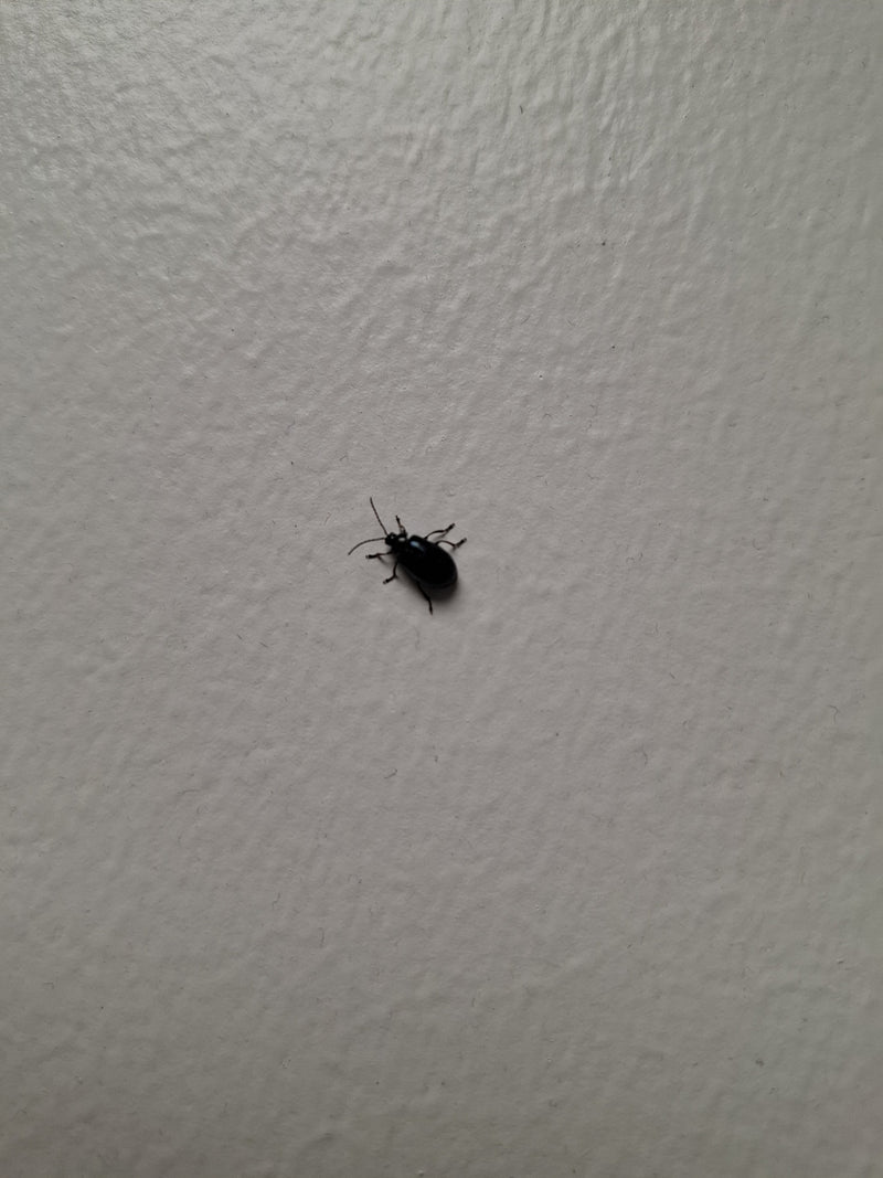 Auf dem Bild ist ein Blauer Erlenblattkäfer zu sehen, der auf einer hellen, strukturierten Wand sitzt. Das Inserkt zeigt seine typische dunkelblaue Färbung u...